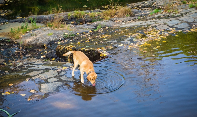 dog friendly waterfall hikes near me