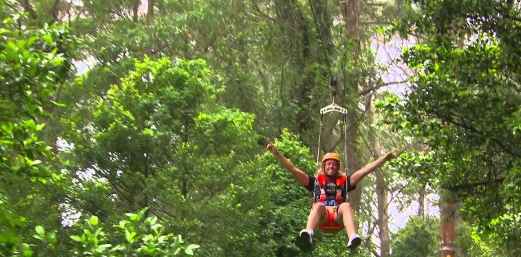 illawarra treetop walk