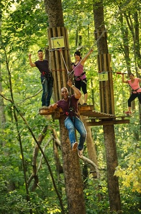 treetop journey