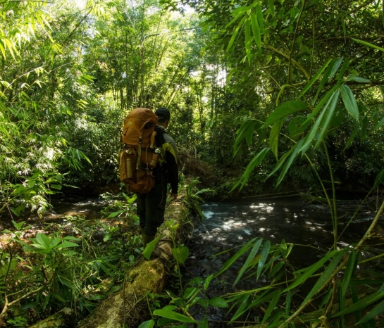 jungle hike