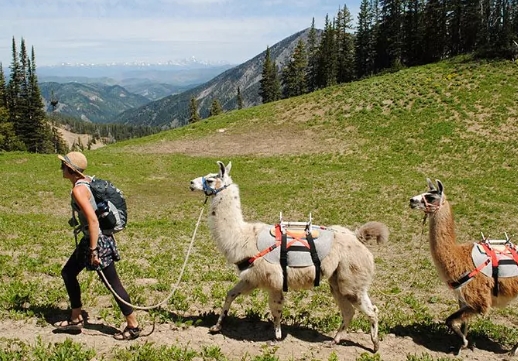 llama trek near me