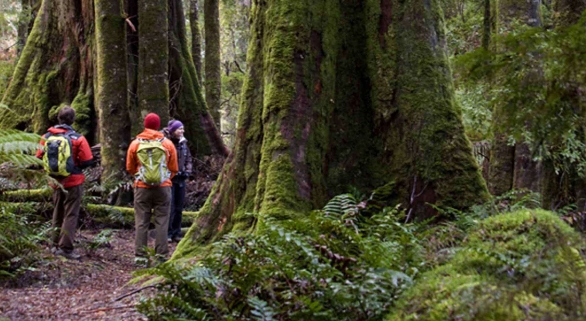 tarkine guided walk