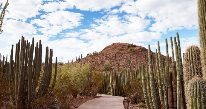 sonoran desert hiking